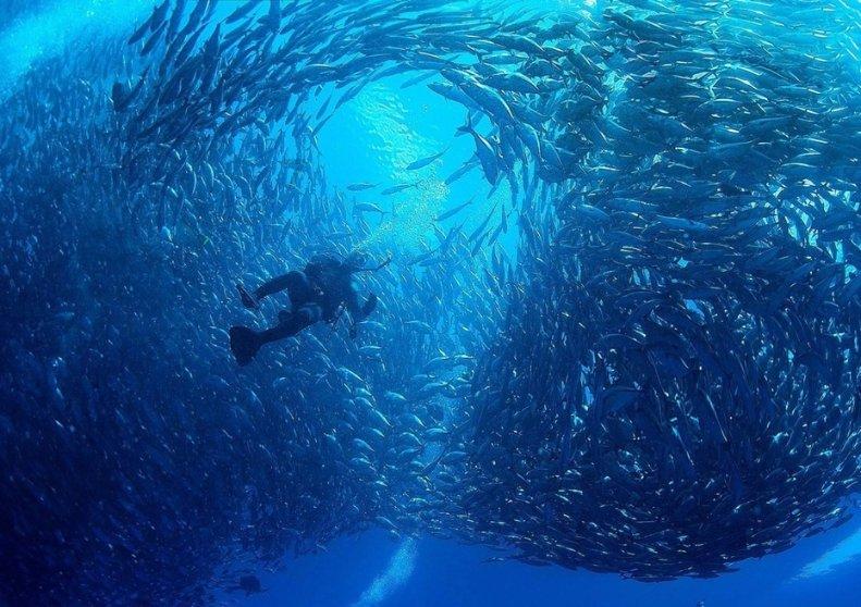 动物帮帮忙保卫家园